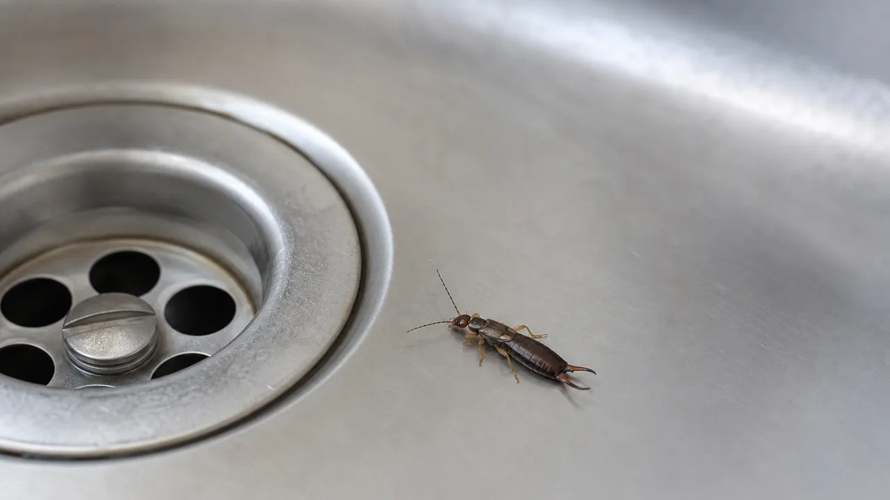 Perce-oreille dans la maison près de l'évier